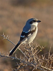 Desert Grey Shrike - Lanius (meridionalis)koenigi © John Muddeman
